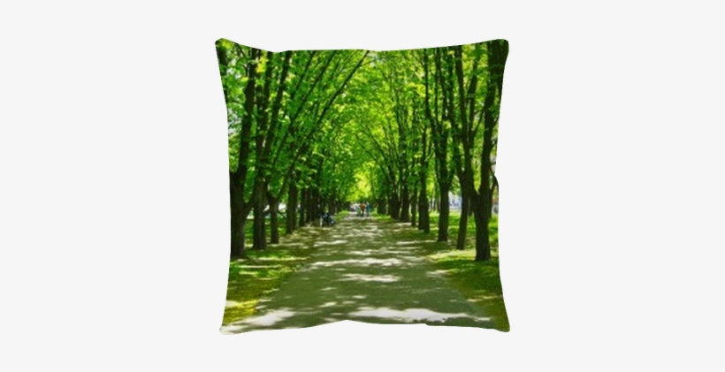 Window Opened To The Beautiful Park With Many Green - Window Open To A Park, transparent png