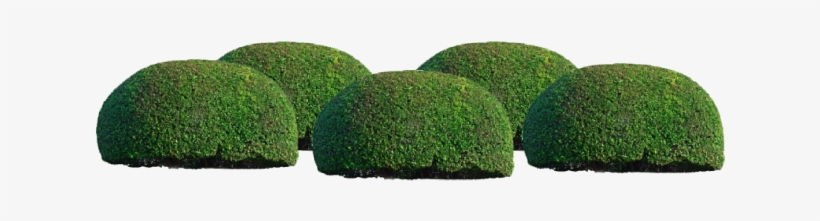 Plant Groups Odd Groups - Hedge, transparent png