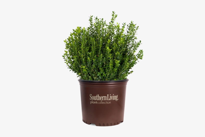Baby Gem Boxwood In Container - Southern Living Nandina Lemon Lime, transparent png