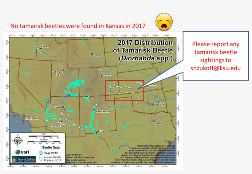These Beetles Are The Best Biocontrol We Have For Fighting - Map, transparent png