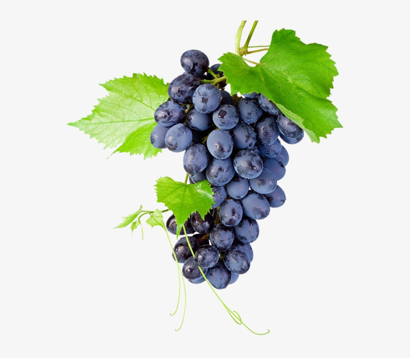 Black Grapes Png High-quality Image - Grapes On Transparent Background, transparent png