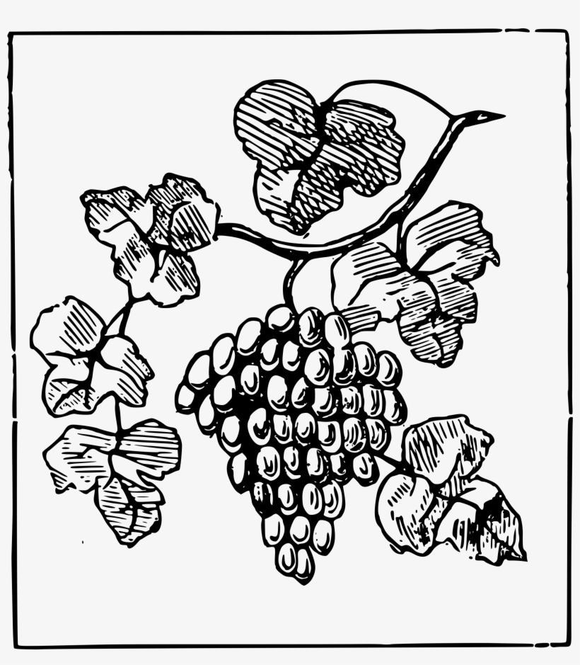 Grapes Clipart, transparent png