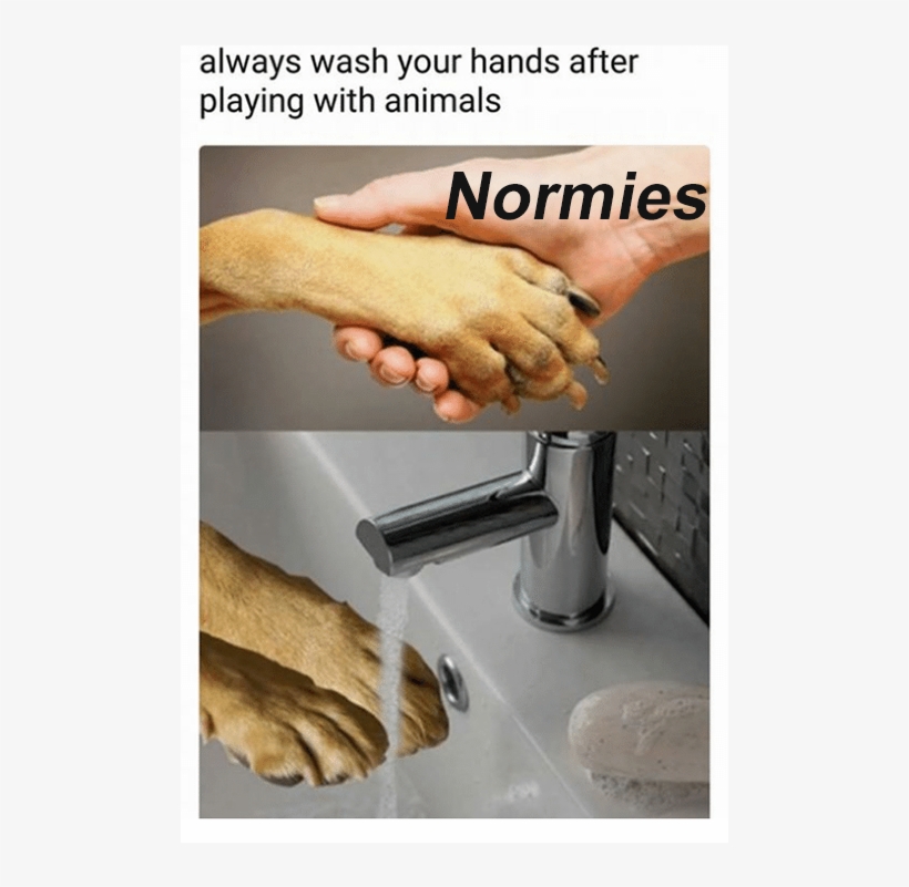 Wash Your Hands - Did The Chicken Cross The Road To Get, transparent png