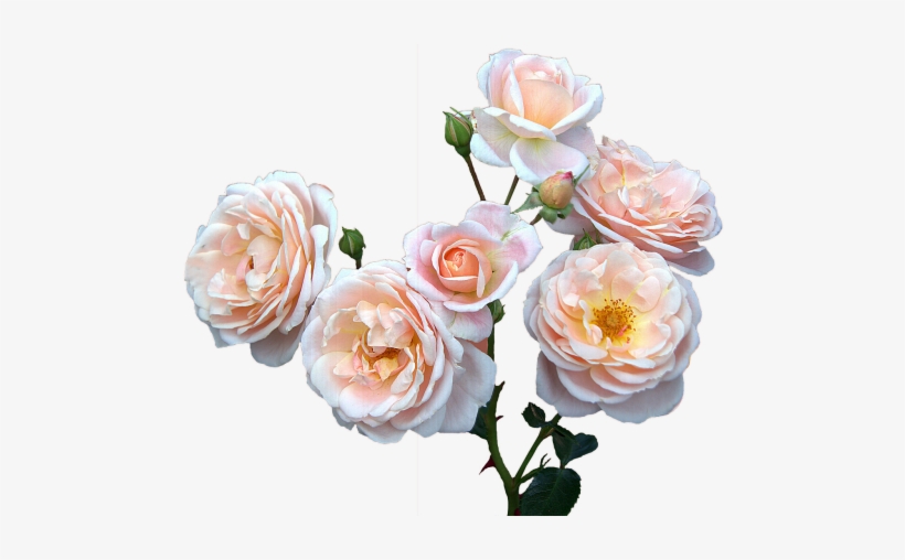 Roses Free,mother's Day,women's Day, - Mother's Day Flowers Png, transparent png