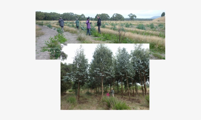 Biorich Plantations Mimicking Nature To Integrate Conservation - Conservation, transparent png