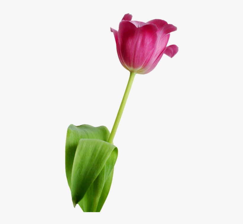 Free Photo Transparent Acupuncture Natural Medicine - Flower, transparent png