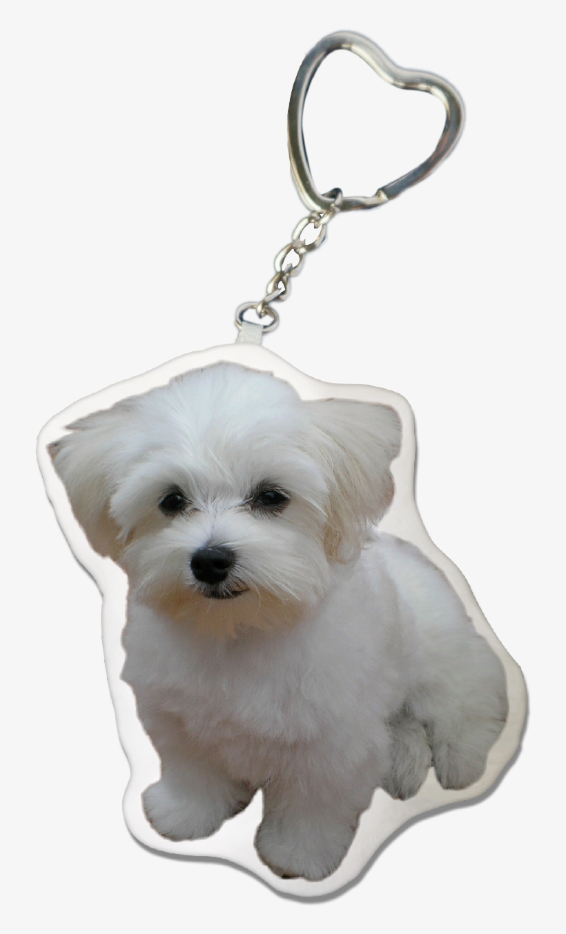 Maltese Dog Keychain - Dog, transparent png