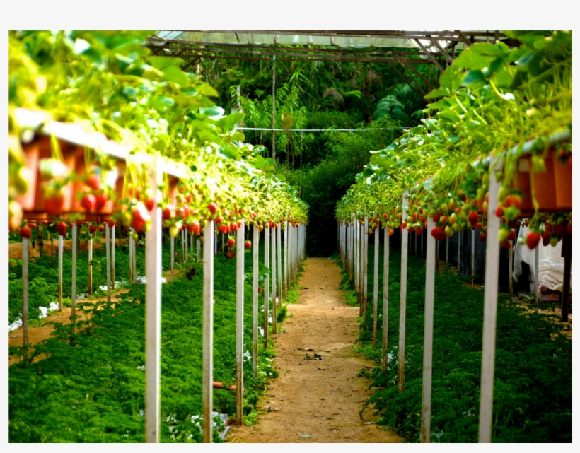 Garden, transparent png