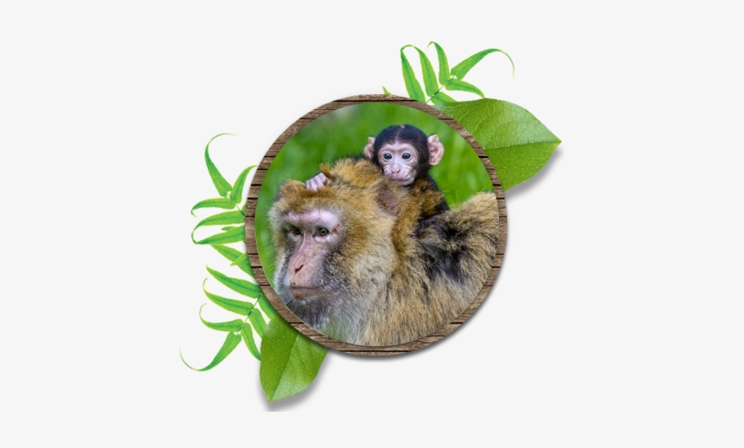 Discover A Troop Of Cheeky Monkeys, Spot Them Foraging - Capybara Caves, transparent png