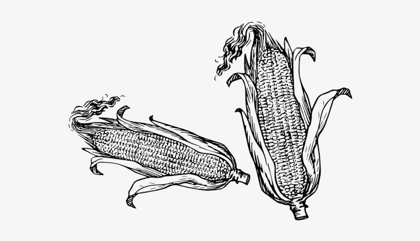 Taste The Local Sweet Corn, Freshly Picked And Savory - Ottawa, transparent png