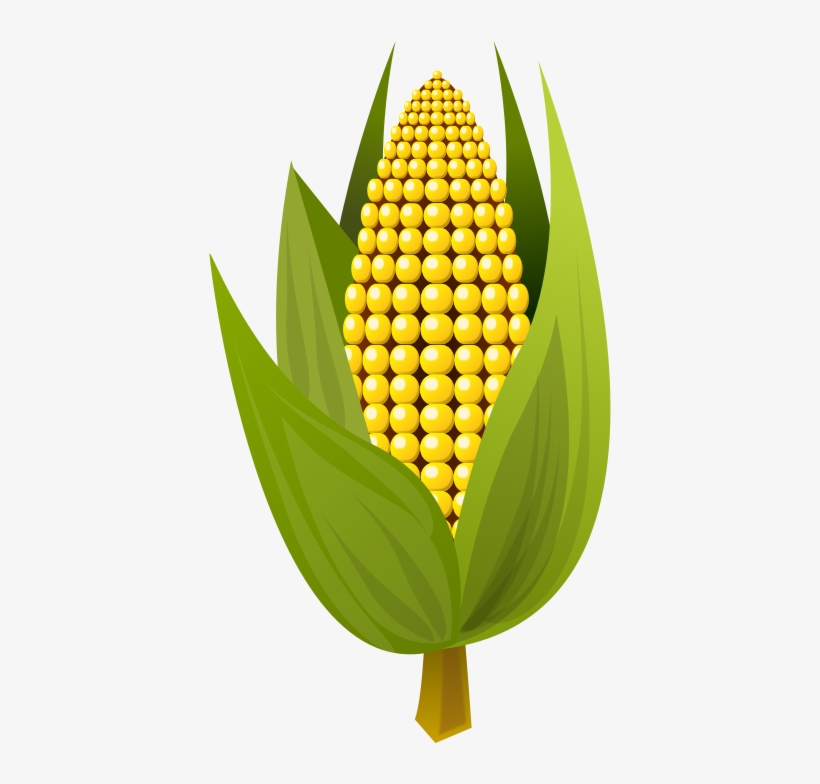Medium Image - Clip Art Ear Of Corn, transparent png