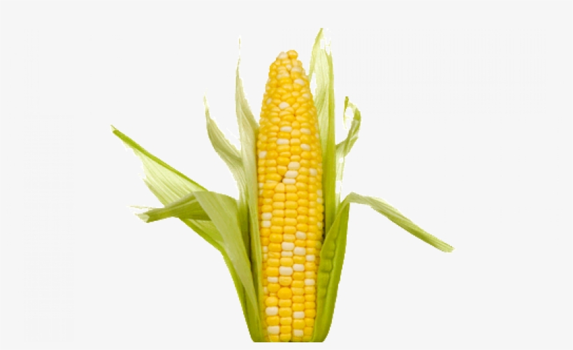 Single Corn On The Cob, transparent png