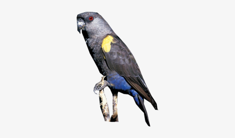 Rüppell's Parrot - Budgie, transparent png
