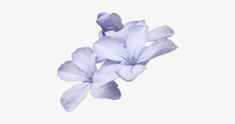 Wild Flowers, Blue, Wild Flower, Flowers, Nature - Iris, transparent png