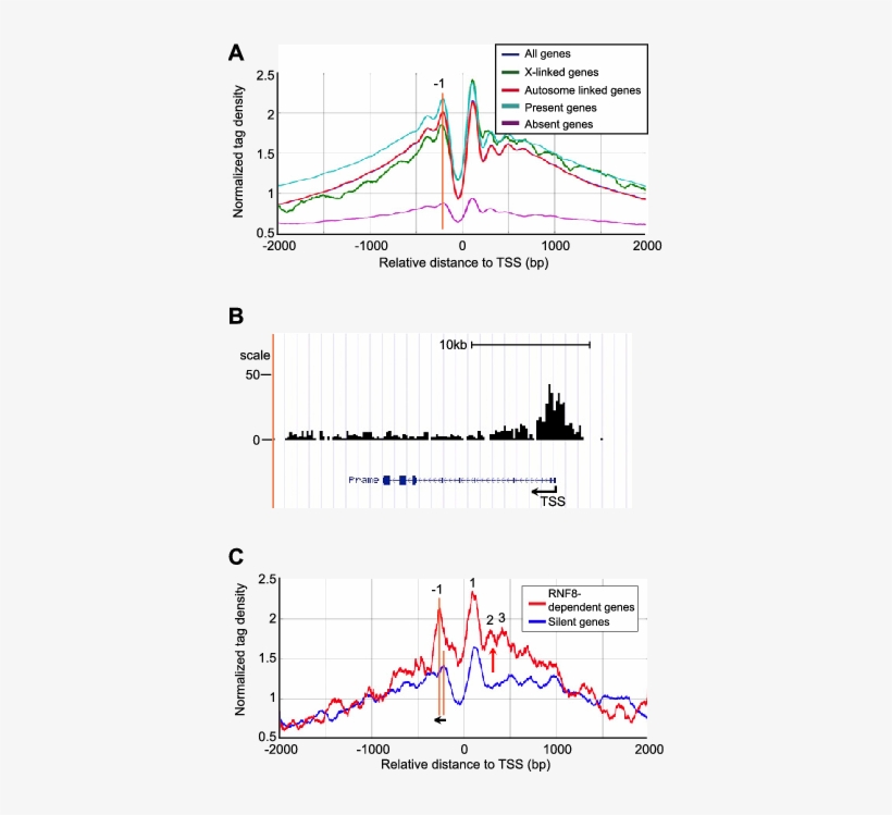Kcr Accumulates At Tsss Of Rnf8-dependent Escape Genes - Diagram, transparent png