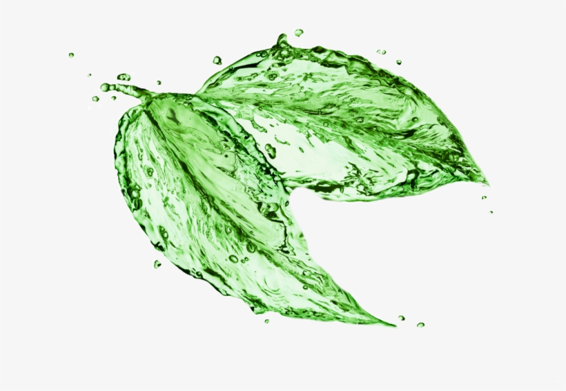 What Are Your Alternatives To The Dangerous Dry Cleaning - Leaves Made Of Water, transparent png
