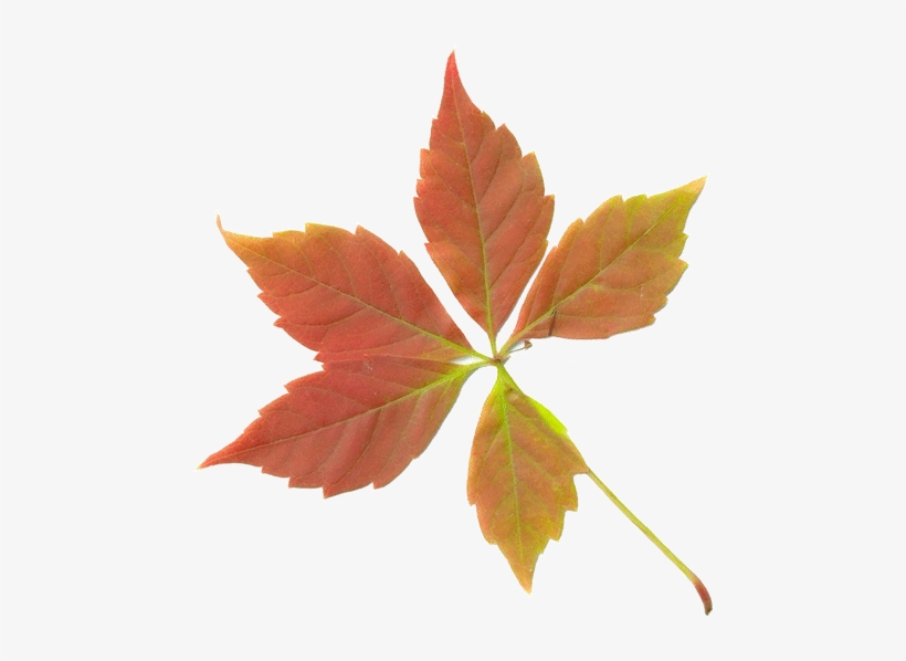 Dry Leaves Png Transparent - Fall Leaf, transparent png