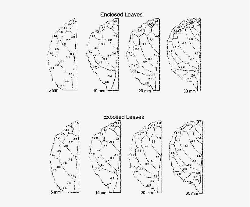 Magnesium Concentrations Mgg 1 Dry Weight In Enclosed - Leaf, transparent png
