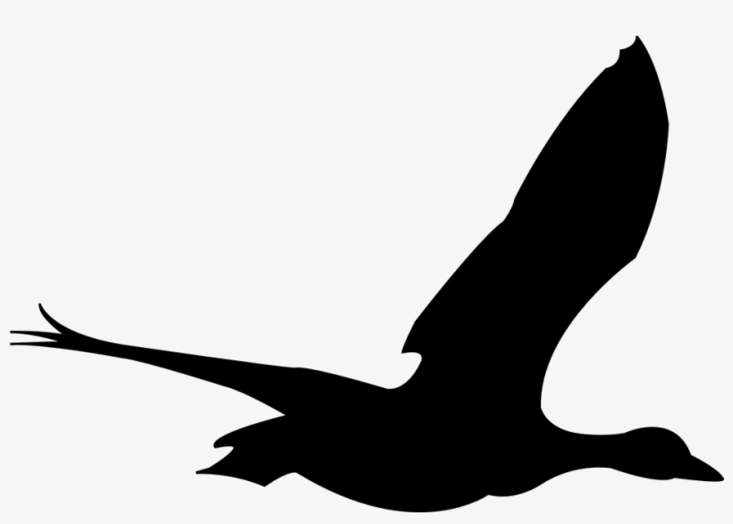 Duck Bird Free Graphic On Pixabay Silhouette - Flying Bird Gif Png, transparent png