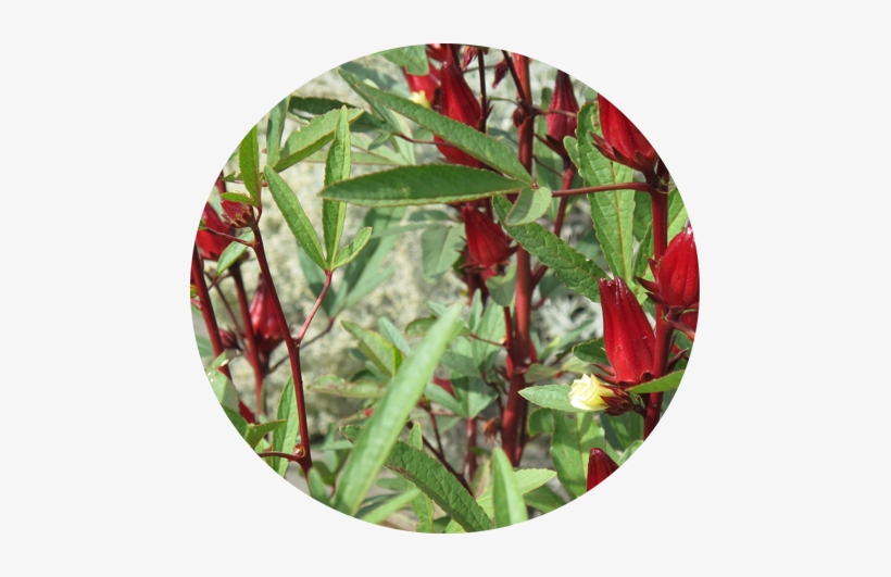 In The Philippines,the Leaves And Flowers Are Used - Hibiscus Sabdariffa, transparent png