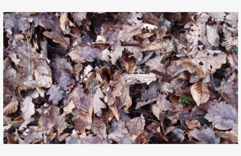 Posted By Jason Klein On Oct 07, 2015 At - Leaf, transparent png