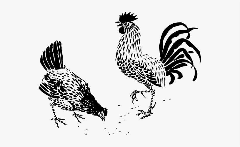Hen And Rooster Black White Line Art 555px - Rooster Stencil, transparent png