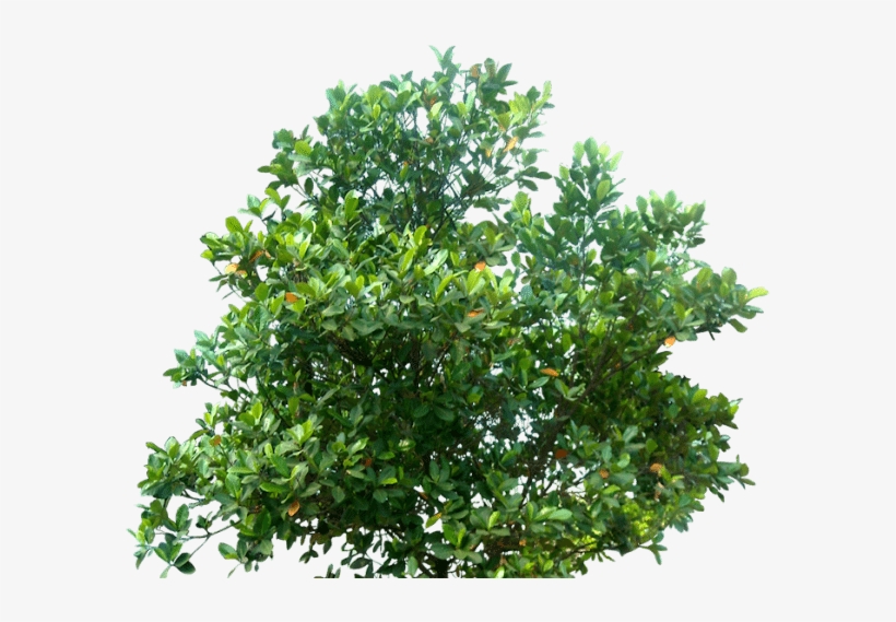 Cutout Trees Archistash E1448855232366 - Architecture Trees Png, transparent png