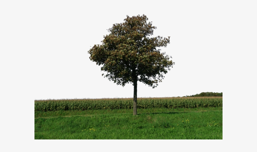 1 Kb, Bank - Tree With Grass Png, transparent png