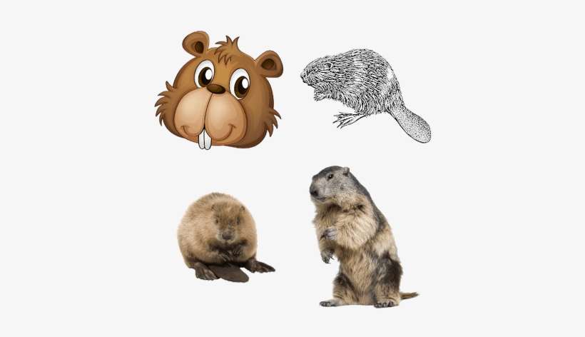 Beavers - Lyman 4320078 Varmint Target Roll 1 Frame / 4 Targets, transparent png