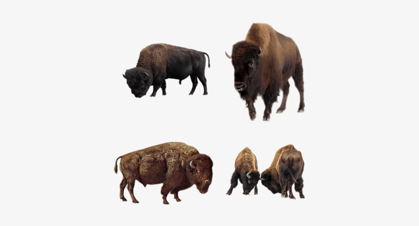 Bison - East Urban Home 'snow Fall' Painting Print D, transparent png