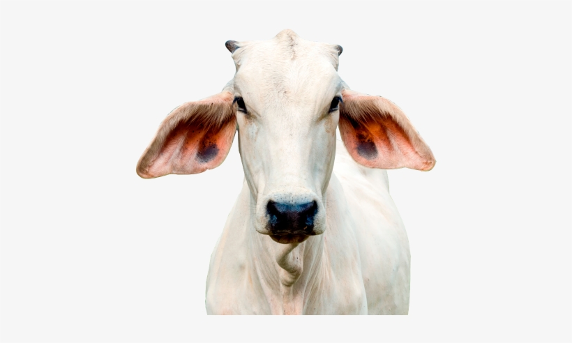 Ven Del 18 Al 21 De Octubre - Cattle, transparent png
