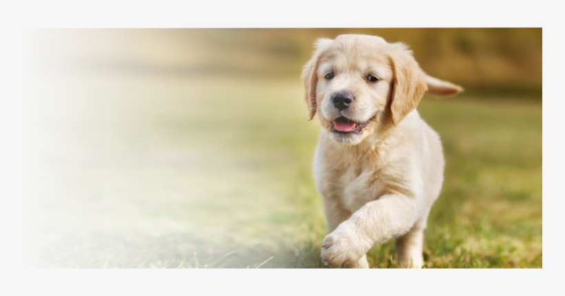 East El Paso Animal Hospital - Dog Training: Ultimate Puppy Training For Happy, Obedient, transparent png