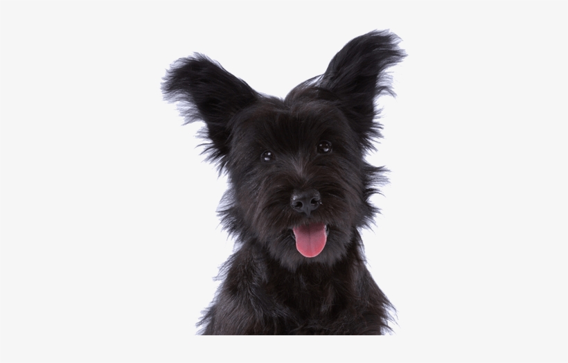 Global Leader In Pet Relocation - Vietsbay's Skye Terrier Puppy Necklace Pendants Pewter, transparent png