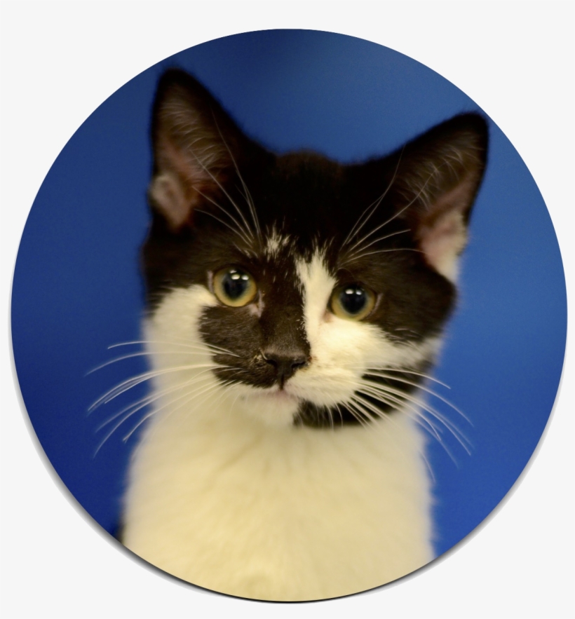 Names Of The Cherokee Shelters, transparent png