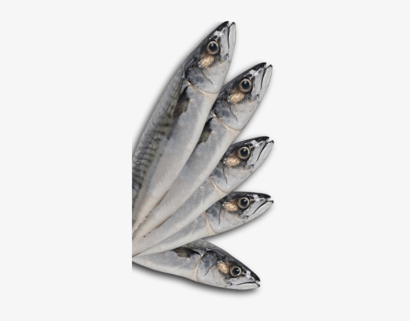 Mackerel, transparent png