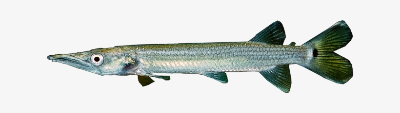 Barracuda Png, transparent png