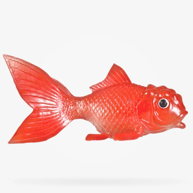 Fish - Goldfish, transparent png