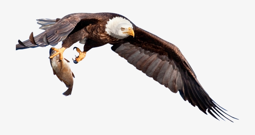 Back Top - Eagle With Fish Png, transparent png
