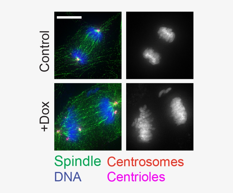 January 26, 2017, Johns Hopkins University School Of - Cell, transparent png