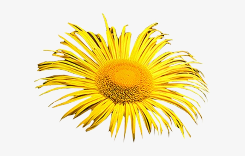 Photoshop Clipart Png - Wallpaper, transparent png
