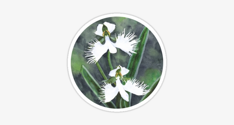 "white Egret Orchids " Sticker By Savousepate On Rebbubble - Habenaria Radiata Orchids Art Print - Mini By Savousepate, transparent png
