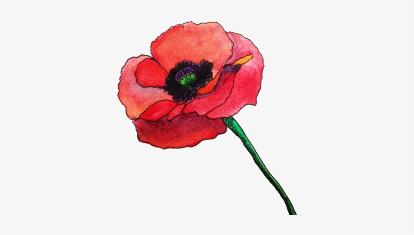 Credere E Fare Quello Che È Il Nostro Sentire - Watercolor Poppy Flower Png, transparent png