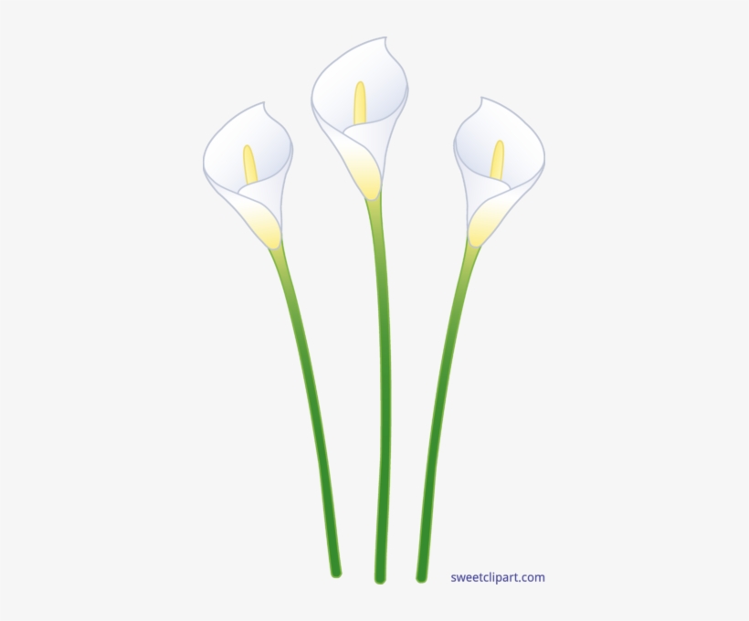 Sweet Clip Art Page Of Cute Free - Giant White Arum Lily, transparent png
