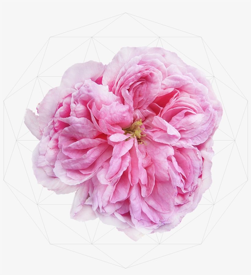 Damask Rose Candy Sugar, transparent png