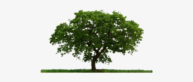 A Place To Grow [in The Green Mountains] - Paradise Tree, transparent png