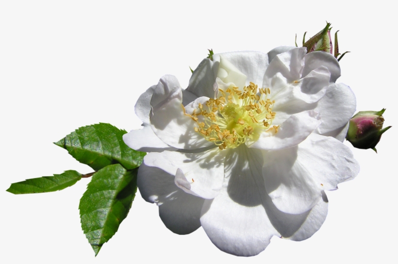 White Single Rose - Rose, transparent png