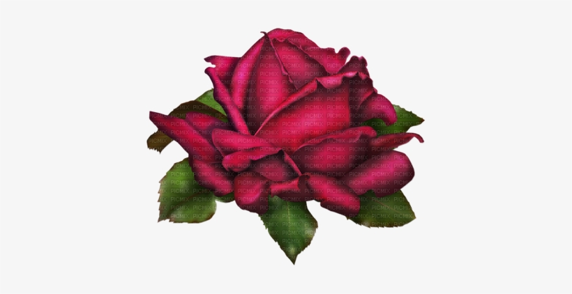 Flowers - Summer Roses, transparent png