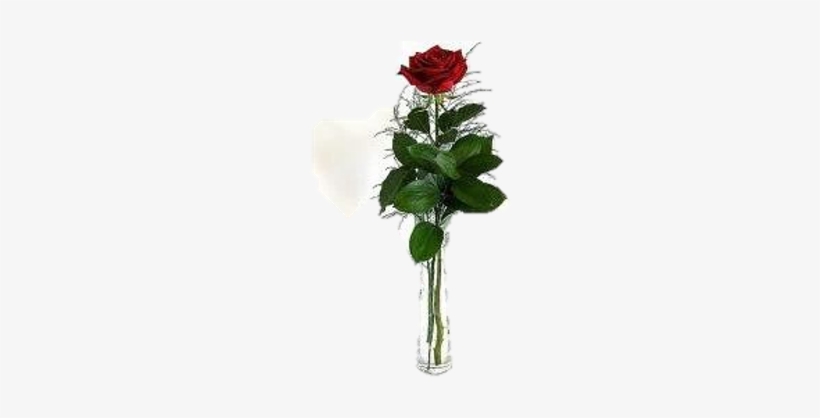 Single Rose In Vase - Transparent Rose In Vase Png, transparent png