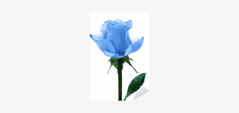 Blue Single Roses, transparent png