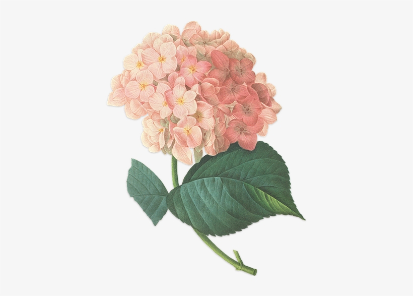 We Have 80 Weddings Planned For 2015 And Have 100 Staff - Flower Transparent Vintage, transparent png